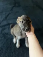 Darling , a female Anatolian Shepherd Dog and Great Pyrenees for sale in Sahuarita, AZ – 1 of 2