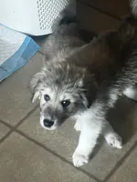 Mon Chéri , a male Anatolian Shepherd Dog and Great Pyrenees for sale in Sahuarita, AZ – 3 of 3