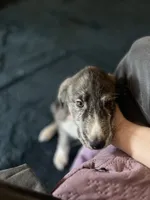 Cry-baby, a male Anatolian Shepherd Dog and Great Pyrenees for sale in Sahuarita, AZ – 2 of 2