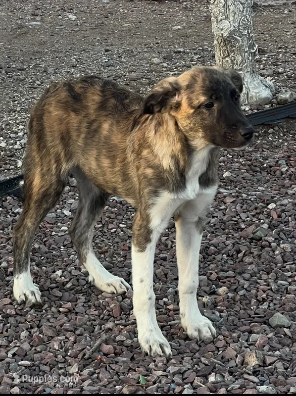 Escape-E – Anatolian Shepherd Dog, Great Pyrenees puppy for sale in Sahuarita, AZ