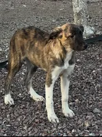 Escape-E, a female Anatolian Shepherd Dog and Great Pyrenees for sale in Sahuarita, AZ – 1 of 5
