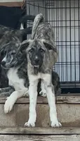 Darling , a female Anatolian Shepherd Dog and Great Pyrenees for sale in Sahuarita, AZ – 2 of 4