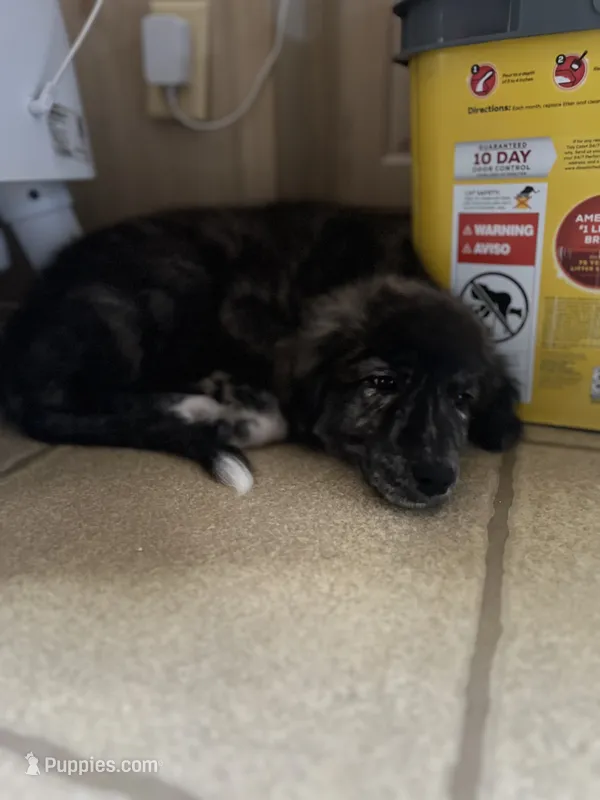 Mutt – Anatolian Shepherd Dog, Great Pyrenees puppy for sale in Sahuarita, AZ