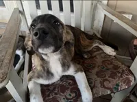 Escape-E, a female Anatolian Shepherd Dog and Great Pyrenees for sale in Sahuarita, AZ – 2 of 5