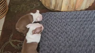 Facility video