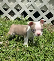 AKC Boston Terrier- "Louie", a male Boston Terrier for sale in Fort Myers, FL – 1 of 5