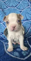 Boston Terrier- "Louie", a male Boston Terrier for sale in Fort Myers, FL – 2 of 2