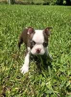 AKC Boston Terrier- "Ruby", a female Boston Terrier for sale in Fort Myers, FL – 1 of 10