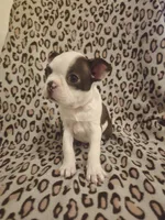 AKC Boston Terrier- "Ruby", a female Boston Terrier for sale in Fort Myers, FL – 5 of 10