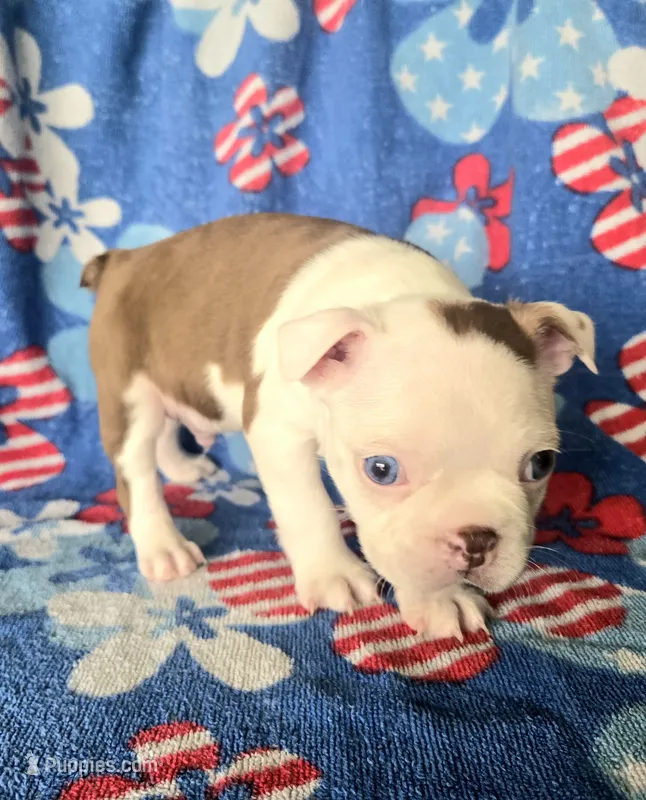 Boston Terrier- "Truffle" – Boston Terrier puppy for sale in Fort Myers, FL