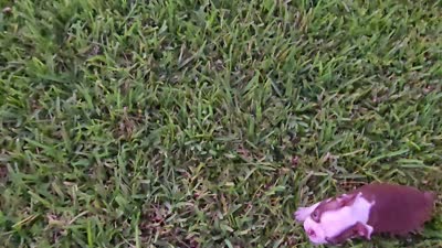 AKC Boston Terrier- "Ruby", a female Boston Terrier for sale in Fort Myers, FL – 10 of 10