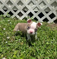 AKC Boston Terrier- "Louie", a male Boston Terrier for sale in Fort Myers, FL – 2 of 5