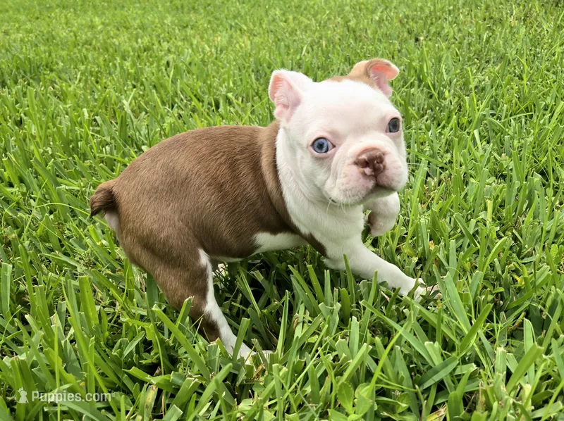AKC Boston Terrier- "Truffle" – Boston Terrier puppy for sale in Fort Myers, FL