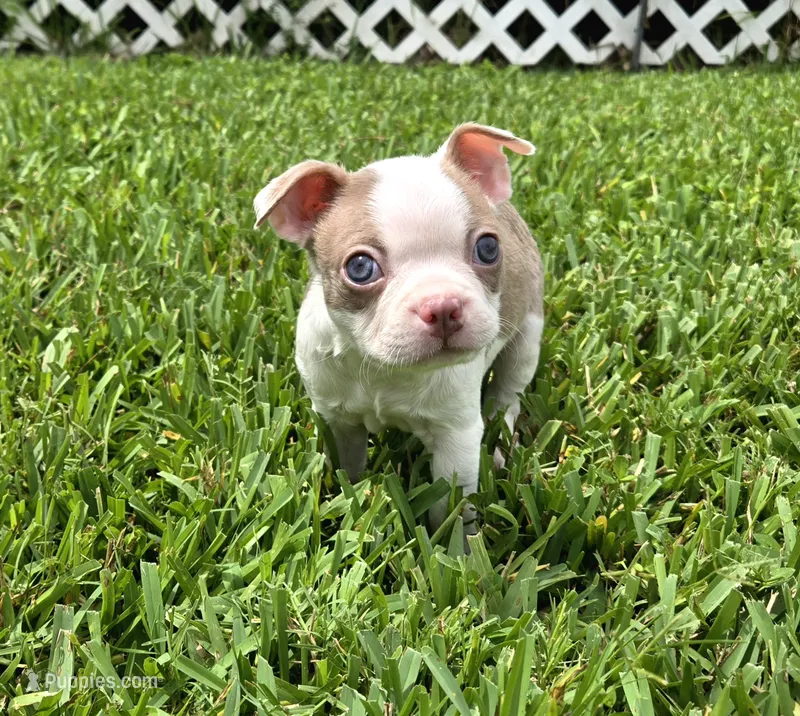 AKC Boston Terrier- "Louie" – Boston Terrier puppy for sale in Fort Myers, FL