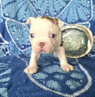 Boston Terrier- "Truffle", a male Boston Terrier for sale in Fort Myers, FL – 2 of 2