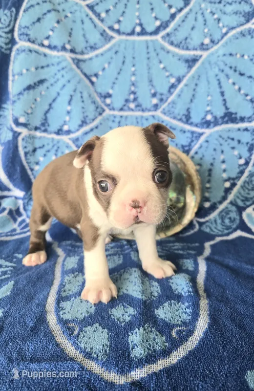 Boston Terrier- "Ruby" – Boston Terrier puppy for sale in Fort Myers, FL