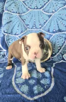 Boston Terrier- "Ruby", a female Boston Terrier for sale in Fort Myers, FL – 1 of 1