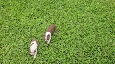 AKC Boston Terrier- "Louie", a male Boston Terrier for sale in Fort Myers, FL – 3 of 5