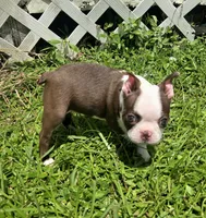 AKC Boston Terrier- "Ruby", a female Boston Terrier for sale in Fort Myers, FL – 2 of 10