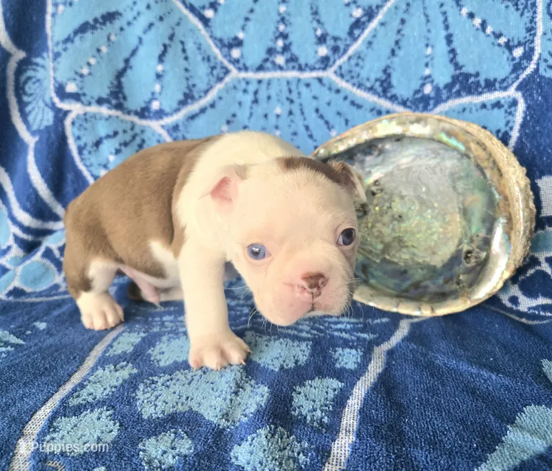 Boston Terrier- "Truffle" – Boston Terrier puppy for sale in Fort Myers, FL