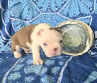 Boston Terrier- "Truffle", a male Boston Terrier for sale in Fort Myers, FL – 1 of 2