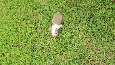 AKC Boston Terrier- "Louie", a male Boston Terrier for sale in Fort Myers, FL – 5 of 5