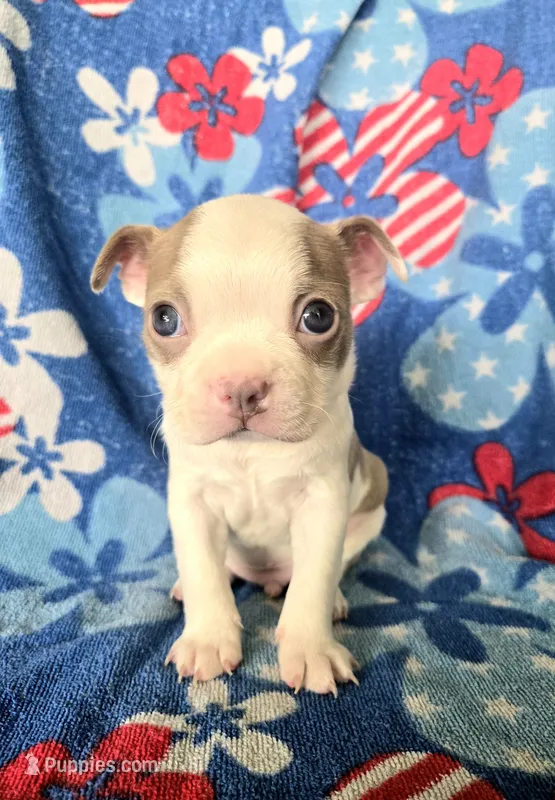 Boston Terrier- "Louie" – Boston Terrier puppy for sale in Fort Myers, FL