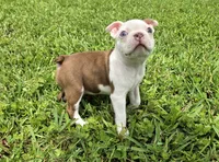 AKC Boston Terrier- "Truffle", a male Boston Terrier for sale in Fort Myers, FL – 2 of 3