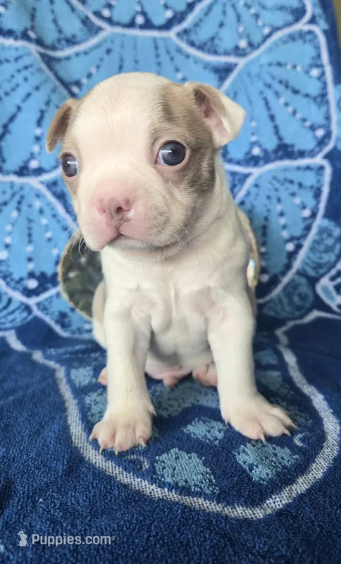Boston Terrier- "Louie" – Boston Terrier puppy for sale in Fort Myers, FL