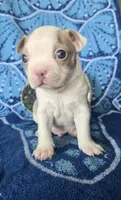 Boston Terrier- "Louie", a male Boston Terrier for sale in Fort Myers, FL – 1 of 2