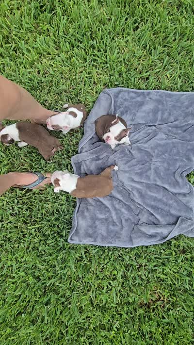 AKC Boston Terrier- "Ruby", a female Boston Terrier for sale in Fort Myers, FL – 9 of 10