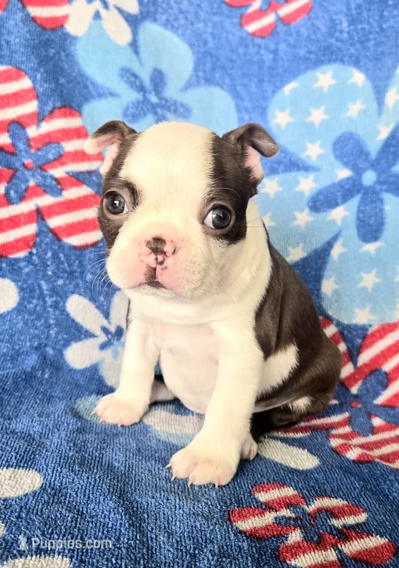 Boston Terrier- "Ruby" – Boston Terrier puppy for sale in Fort Myers, FL