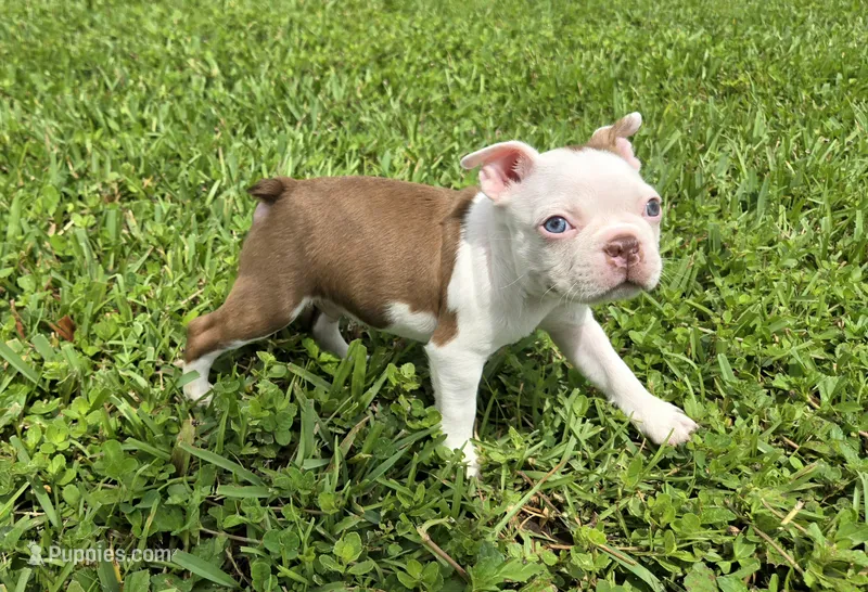 AKC Boston Terrier- "Truffle" – Boston Terrier puppy for sale in Fort Myers, FL