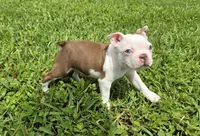 AKC Boston Terrier- "Truffle", a male Boston Terrier for sale in Fort Myers, FL – 1 of 3