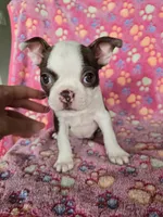 AKC Boston Terrier- "Ruby", a female Boston Terrier for sale in Fort Myers, FL – 4 of 10