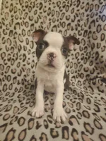 AKC Boston Terrier- "Ruby", a female Boston Terrier for sale in Fort Myers, FL – 7 of 10