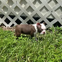 AKC Boston Terrier- "Ruby", a female Boston Terrier for sale in Fort Myers, FL – 3 of 10