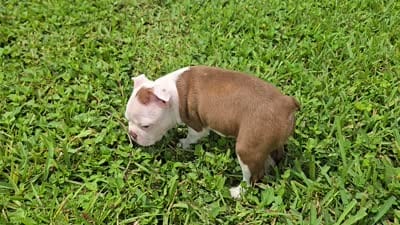 AKC Boston Terrier- "Truffle", a male Boston Terrier for sale in Fort Myers, FL – 3 of 3