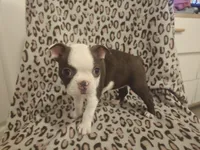 AKC Boston Terrier- "Ruby", a female Boston Terrier for sale in Fort Myers, FL – 6 of 10