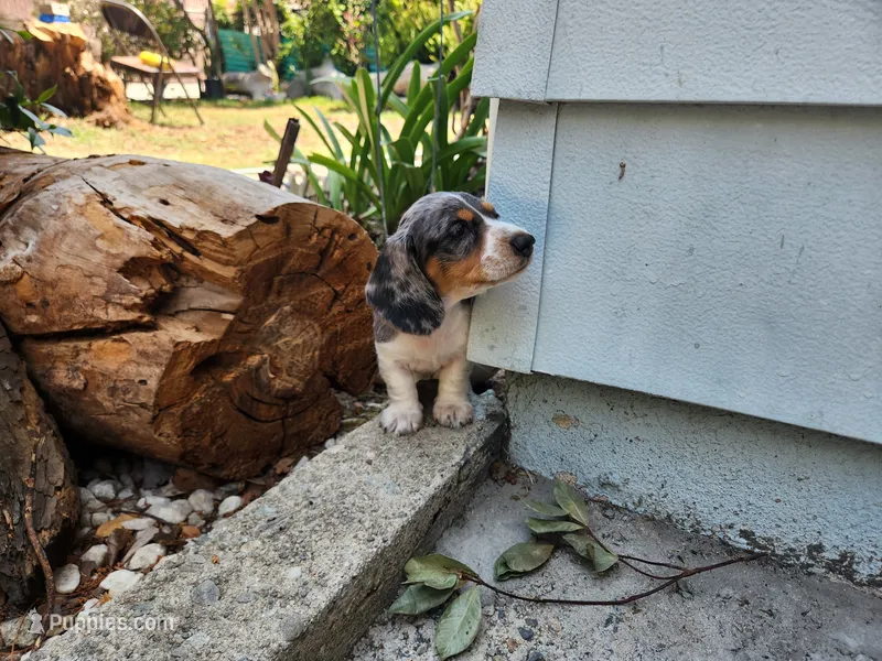 Mickey  – Miniature Dachshund puppy for sale in Torrance, CA