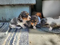 Mickey , a male Miniature Dachshund for sale in Torrance, CA – 7 of 7