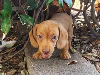 Joy, a female Miniature Dachshund for sale in Torrance, CA – 2 of 10