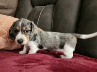 Mickey , a male Miniature Dachshund for sale in Torrance, CA – 2 of 7