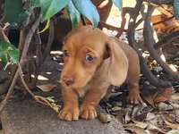 Joy, a female Miniature Dachshund for sale in Torrance, CA – 5 of 10
