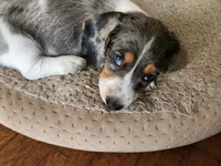 Mickey , a male Miniature Dachshund for sale in Torrance, CA – 6 of 7