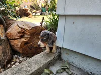 Mickey , a male Miniature Dachshund for sale in Torrance, CA – 4 of 7