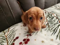 Joy, a female Miniature Dachshund for sale in Torrance, CA – 10 of 10