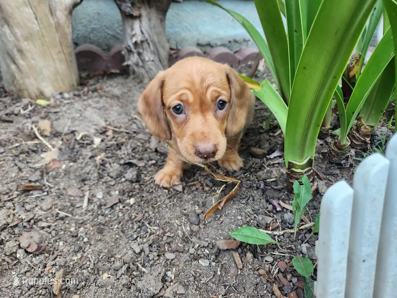 Joy – Miniature Dachshund puppy for sale in Torrance, CA