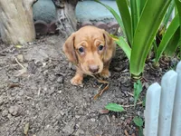 Joy, a female Miniature Dachshund for sale in Torrance, CA – 1 of 10