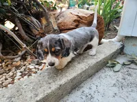 Mickey , a male Miniature Dachshund for sale in Torrance, CA – 3 of 7